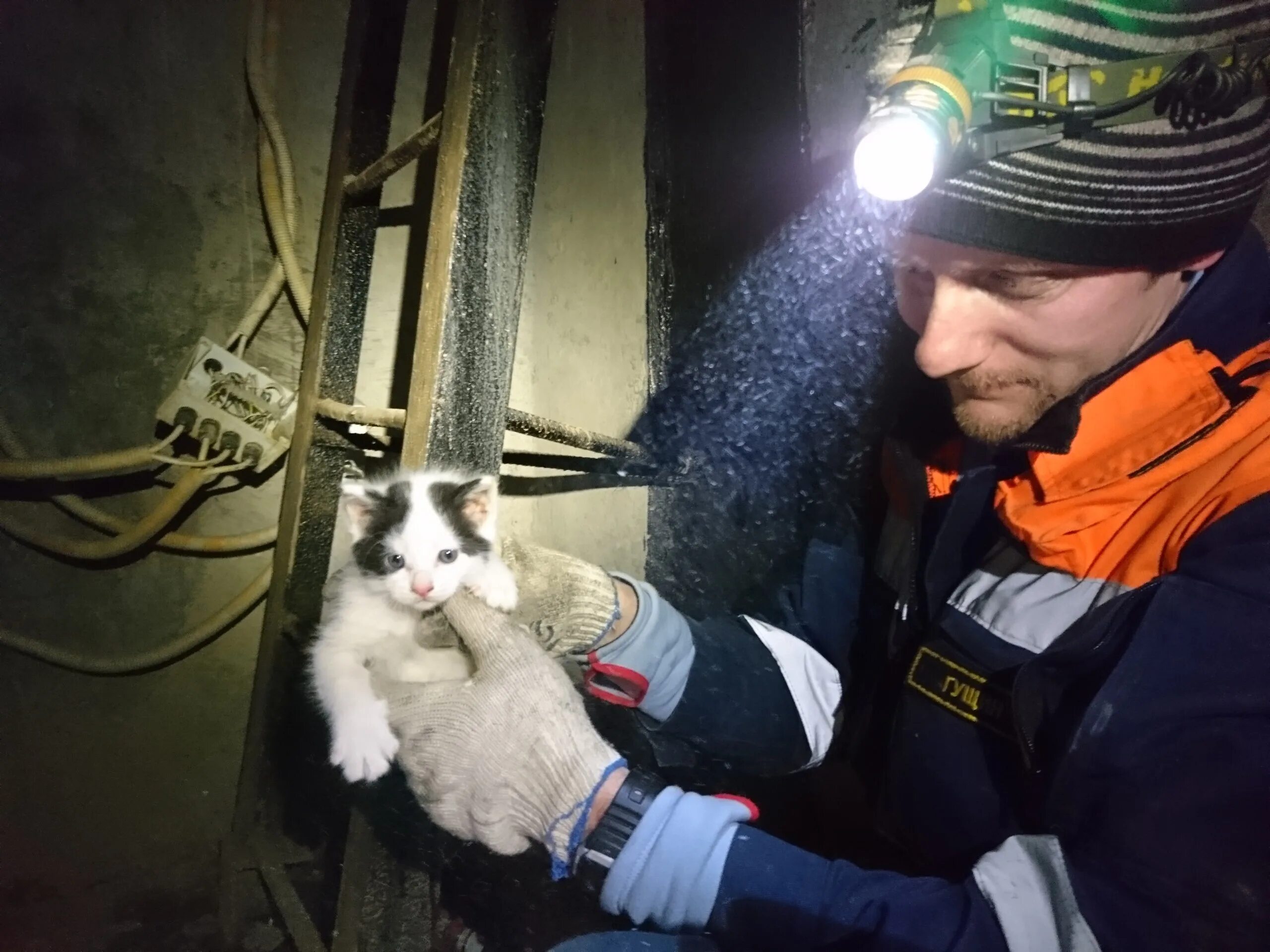 Пожарный спасает кота. Кот спасатель. Служба спасен Иия животных. Кошечки спасают