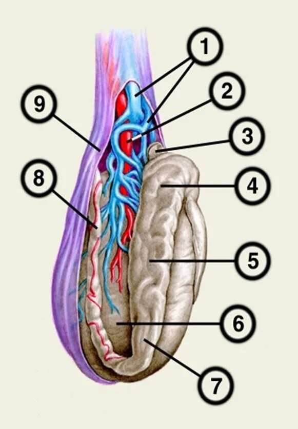 Строение яичка семенной канатик. Семенной канатик строение анатомия строение. Семенной канатик у мужчин анатомия. Яичко мужское анатомия семенной канатик. Венозное сплетение яичка