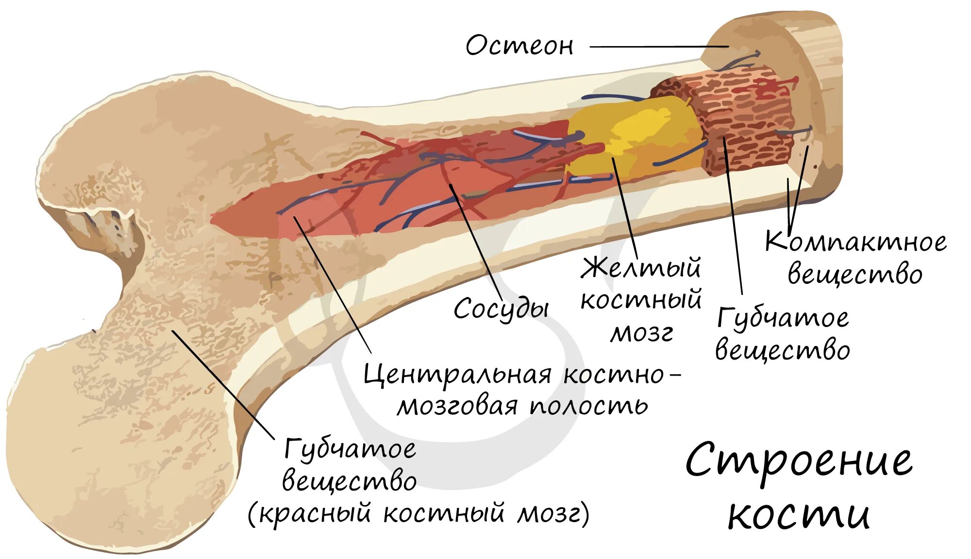 Желтый костный мозг строение. Строение трубчатой кости красный костный мозг. Красный костный мозг строение. Красный костный мозг в губчатом веществе костей. Костный мозг содержится