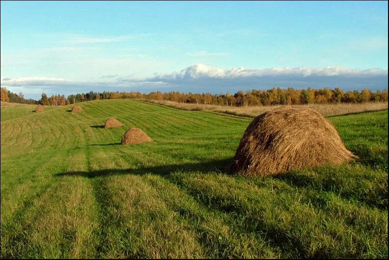 Накосить сено. Луг сенокос. Скошенное сено. Деревня сено. Стог травы.