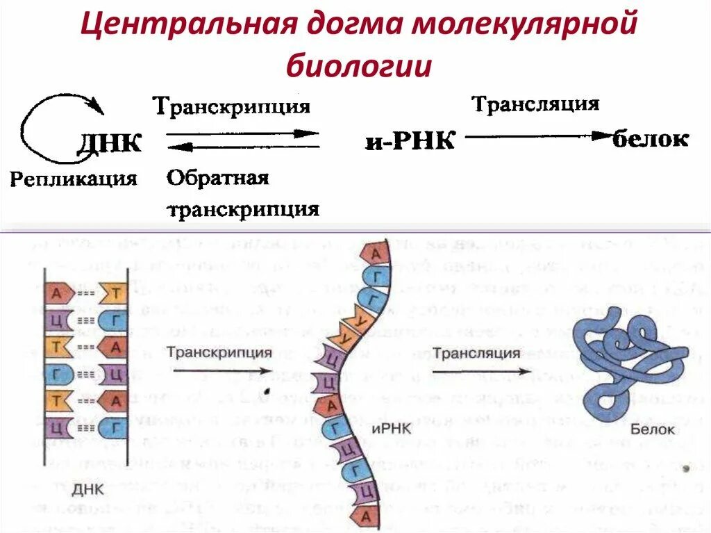 Процесс синтеза молекул и рнк. Рнк днк транскрипция схема. днк рнк белок схема. догма молекулярной биологии схема. центральная догма молекулярной биологии схема.