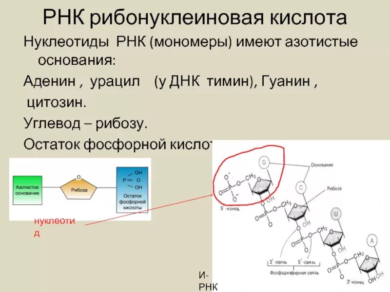 Углеводы днк и рнк. Остаток фосфорной кислоты ДНК И РНК. Остаток фосфорной кислоты РНК. Мономер РНК. РНК рибонуклеиновая кислота.