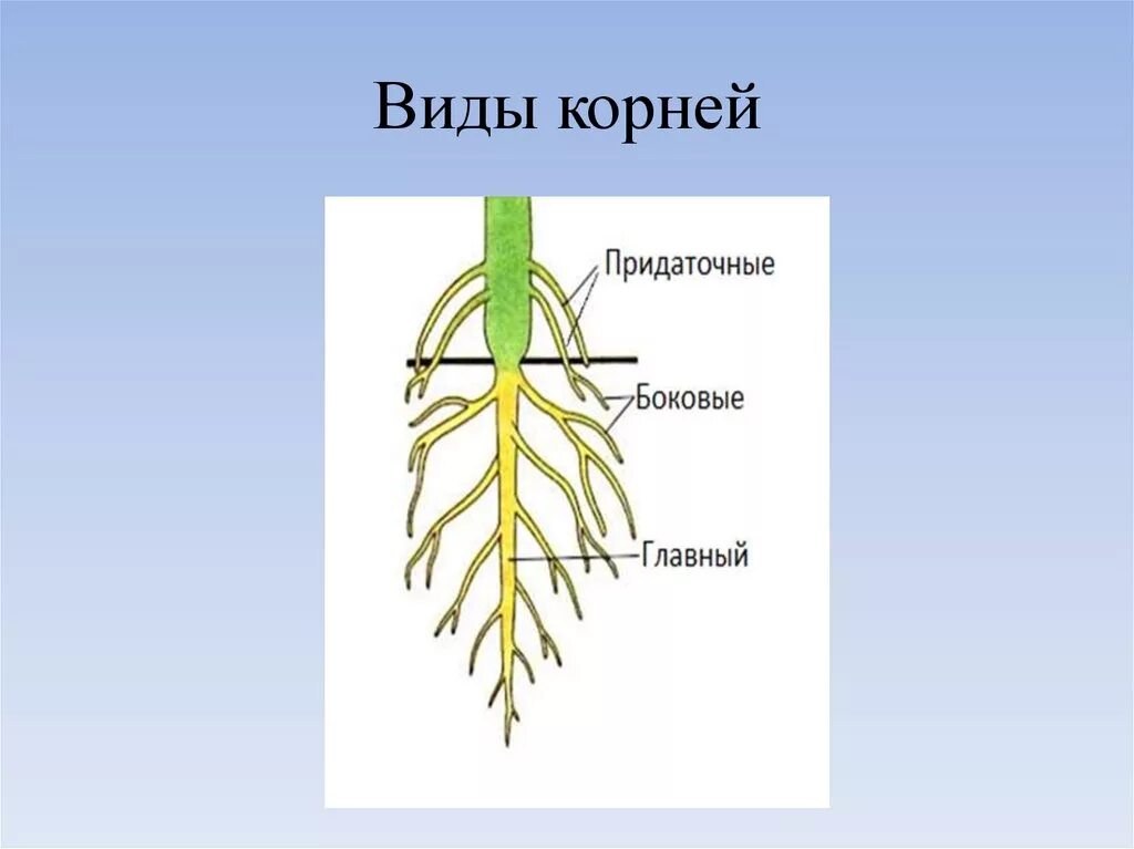 Придаточные корни это в биологии 6 класс. Корневая система придаточные корни. Типы корневых систем 6 класс. Типы корневых систем 6 класс биология.