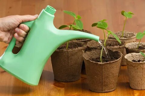 Простые советы уберегут рассаду от перерастания и при этом не замедлят развитие 