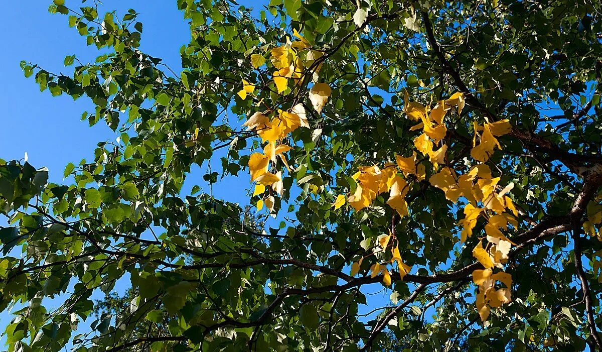 Береза желтая (Betula costata). Дерево с желтыми листьями. Лист березы желтый. Желтая верхушка березы.