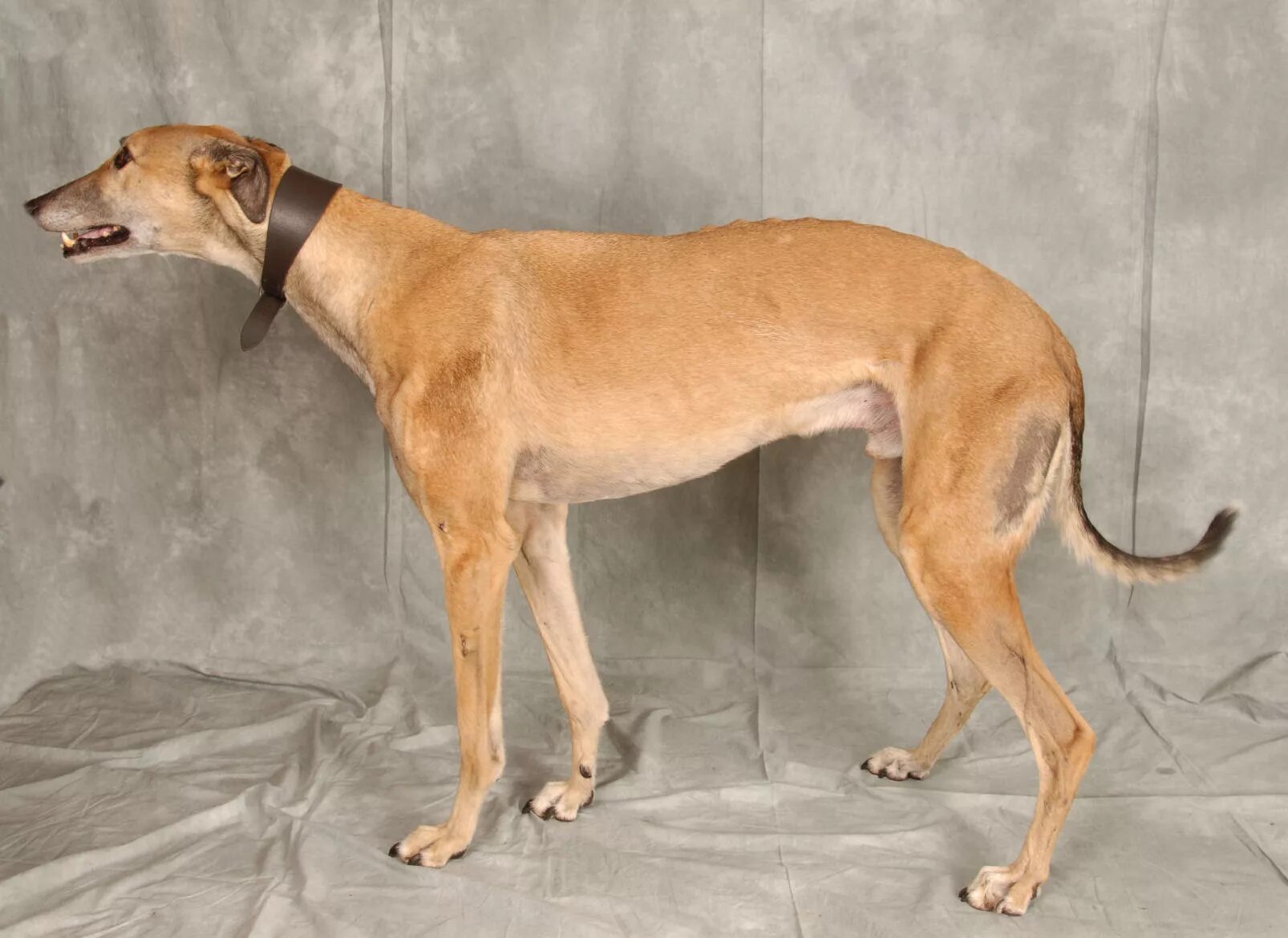 уиппет порода собак. порода уиппет и левретка. уиппет терьер. уиппет собака. уиппет порода собак.