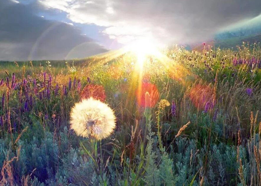 Начало насыщенных дней. Прекрасный мир природы. Цветы и солнце. Природа солнце. Чудесные пейзажи.