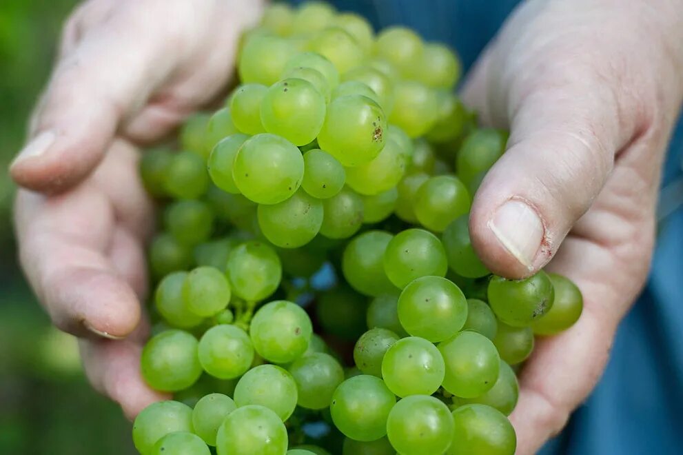 Виноград начал. Держит виноград. лапа держит виноград. держи виноградик.