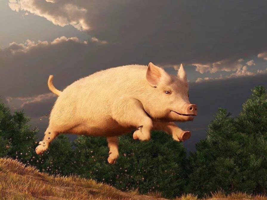 Прыгающая свинка. Свинья. Летающий поросёнок. Свинья бежит. Поросенок бежит.