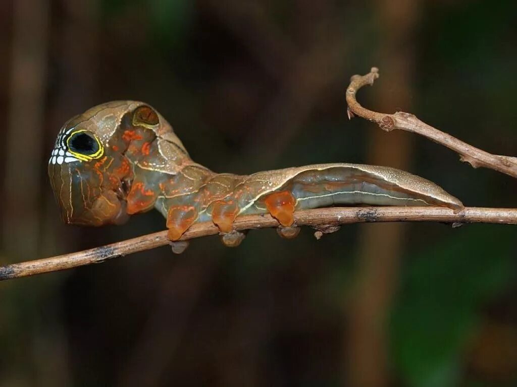 Phyllodes Imperialis гусеница. Phyllodes Imperialis бабочка. Гусеница бабочки phyllodes Imperialis. Гусеница императорской фруктовой моли.