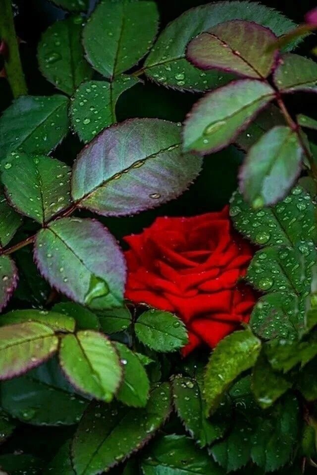 Красные розы. Листья розы. Необычные розы. Красивые листья розы. Если рассматривать красные розы через зеленое стекло