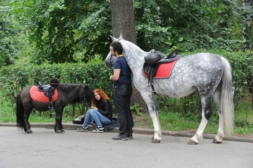 Лошадка в парке