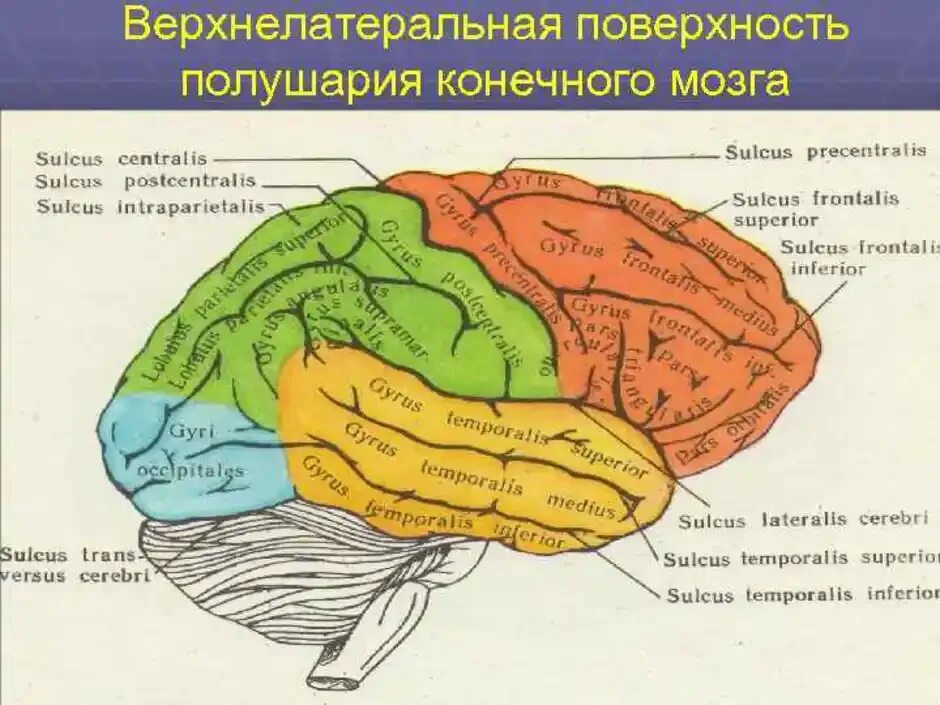 Полушария переднего мозга с зачатками коры. Анатомия коры головного мозга доли борозды извилины. Конечный мозг доли борозды извилины. Верхнелатеральная поверхность полушария головного мозга. Головной мозг верхнелатеральная поверхность борозды и извилины.