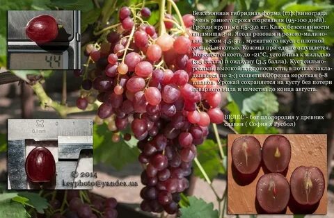 Велес виноград описание
