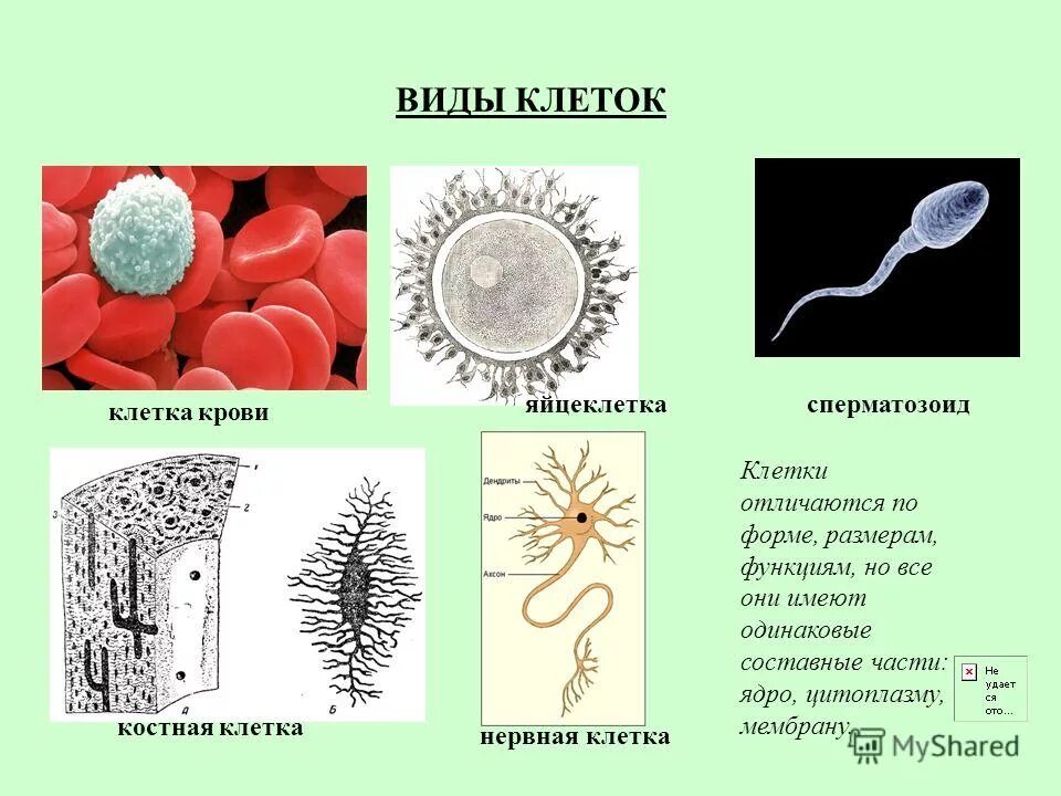 виды клеточного ответа. виды клеток биология. прокариотический тип клетки. разнообразие форм клеток. клетка биология разновидности.