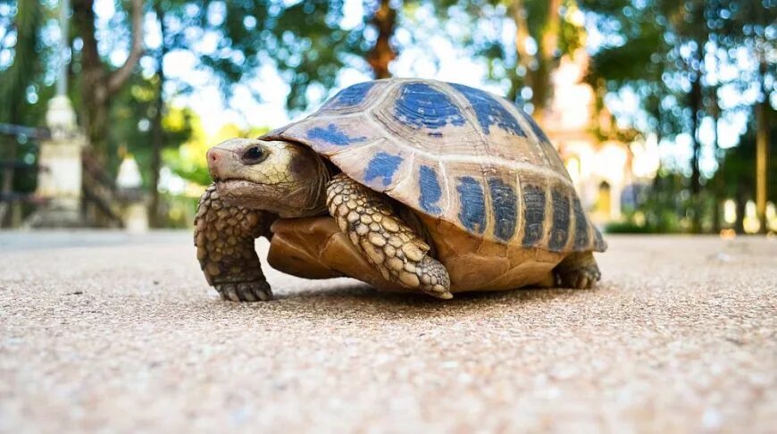 Turtle fd