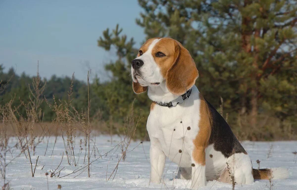 Бигль собака. Охотничьи собаки породы бигль. Охотничий бигль. Бигль порода собаки бигль. Бигль терьер шотландский.