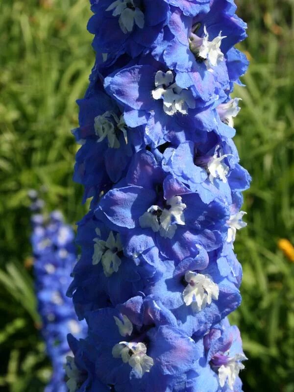дельфиниум болеро. дельфиниум дельфис мисти. дельфиниум саженцы. дельфиниум сиреневый. дельфиниум саженцы.