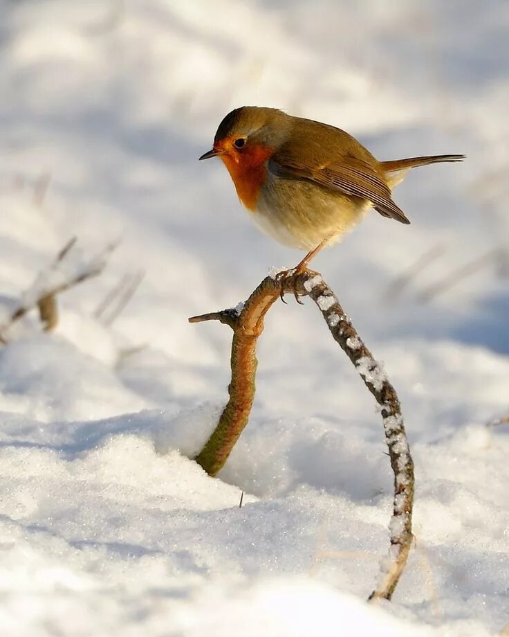 Зима птицы. Птицы зимой. Птицы на снегу. Птичка моя. Cold bird