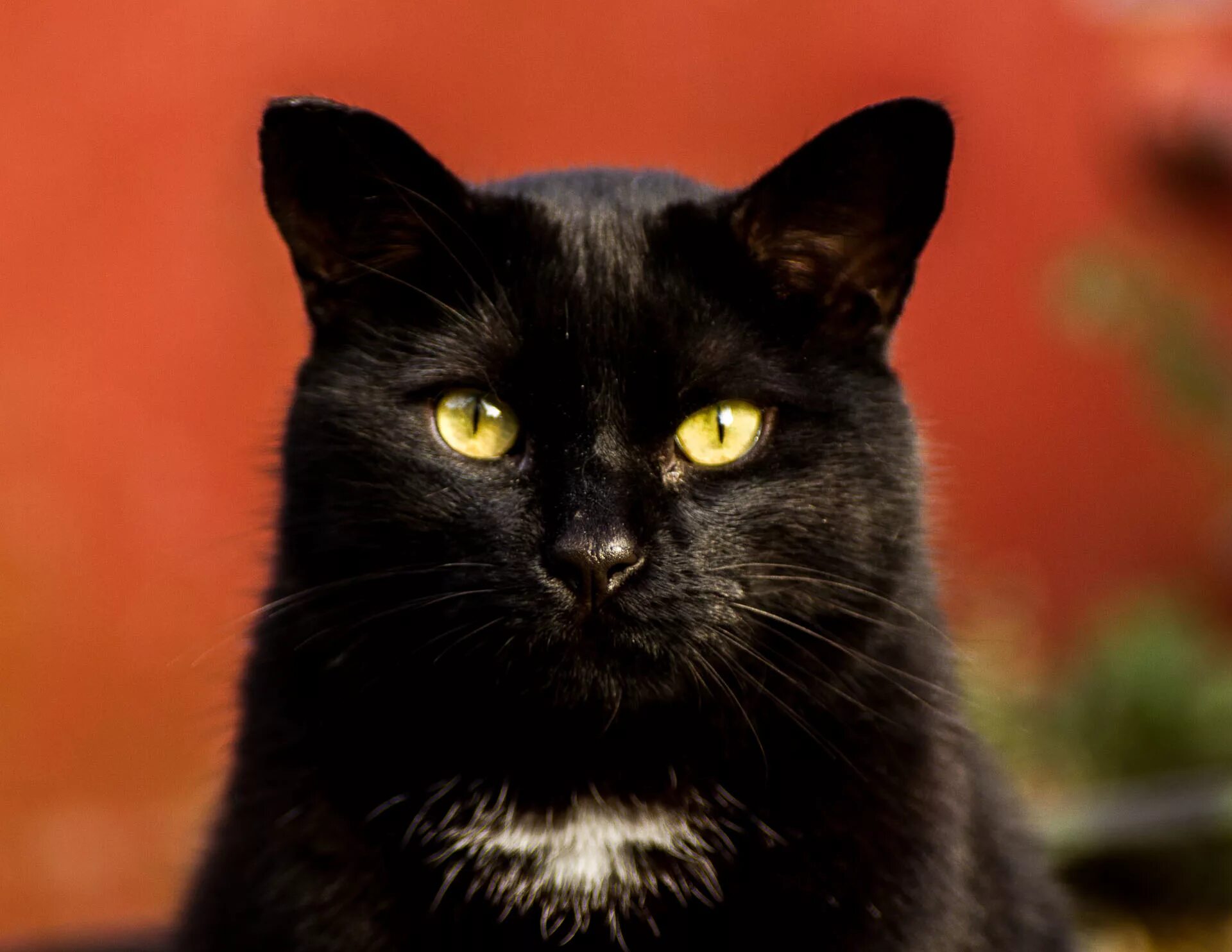 Порода черной кошки с желтыми глазами. Бомбейская кошка. Бомбейская кошка черно белая. Бомбейская кошка с белой грудкой. Богемская кошка чёрная.