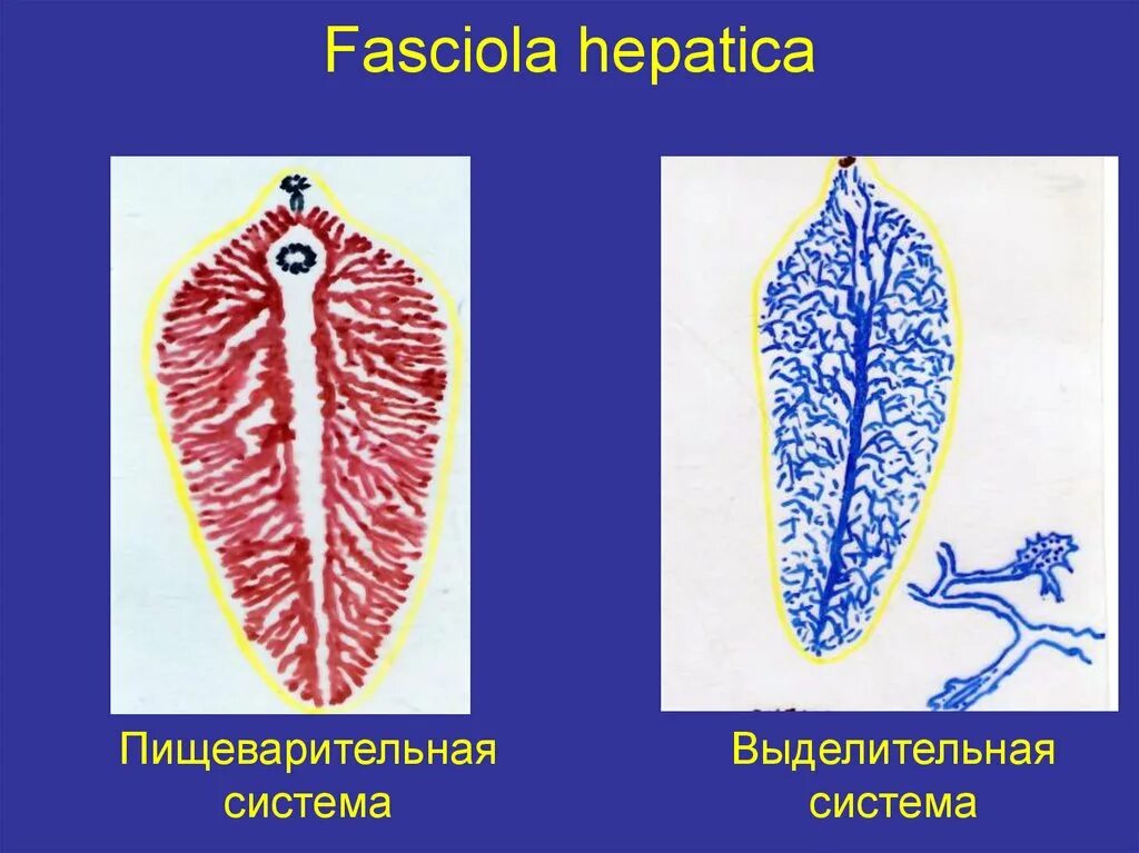 Печеночный сосальщик рисунок. Выделительная система Fasciola hepatica. Выделительная система печеночного сосальщика рисунок. Печеночный сосальщик выделитьльна ясистема. Выделительная система печеночной двуустки.