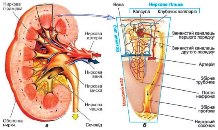 пирамида почки. почечная пирамида. пирамида почки. ворота почки анатомия латынь. почки анатомия человека.