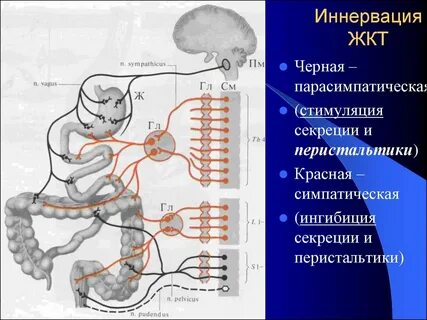 Парасимпатическая нервная система кишечника