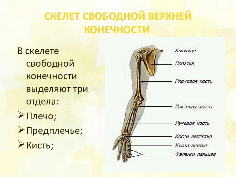 Скелет свободных конечностей строение. Скелет руки человека строение. скелет верхних конечностей пояс верхних конечностей. скелет пояса и свободной верхней конечности. скелет предплечья верхней конечности.