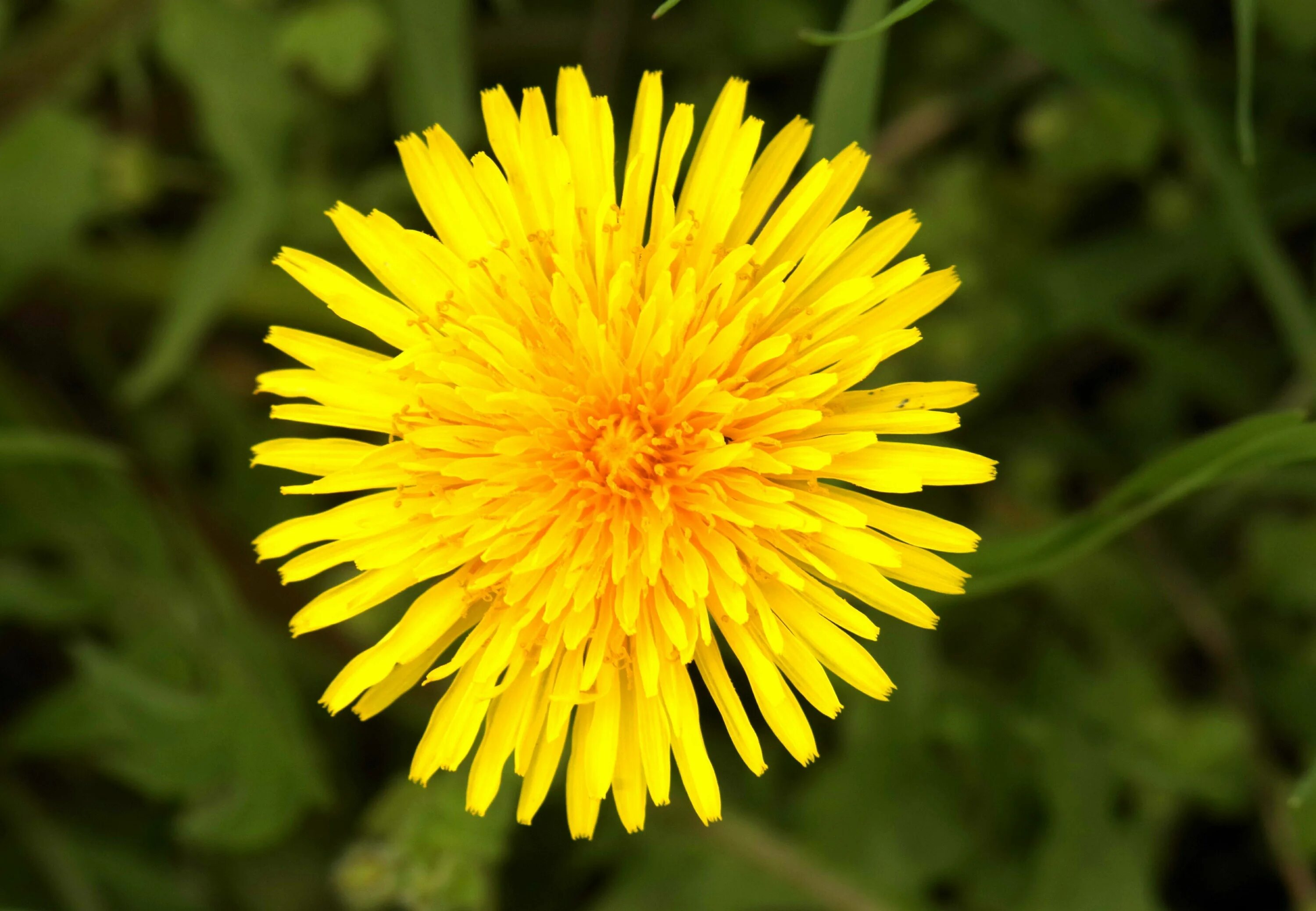 Осот огородный. Одуванчик лекарственный – Taraxacum officinale. Осот желтый. Гули кокуф. Лечение цветками одуванчика