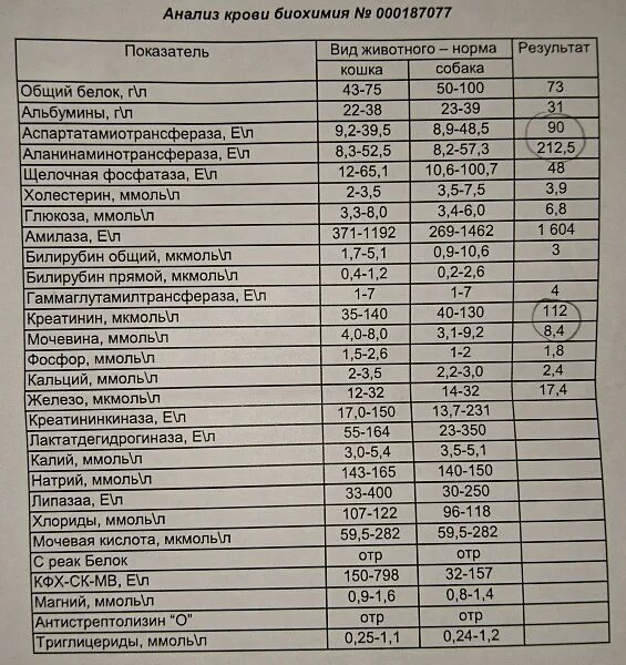 Показания биохимического анализа крови норма. Таблица показаний биохимического анализа крови. Нормы ОАК И биохимия крови. Биохимический анализ крови норма у мужчин. Нормы б х