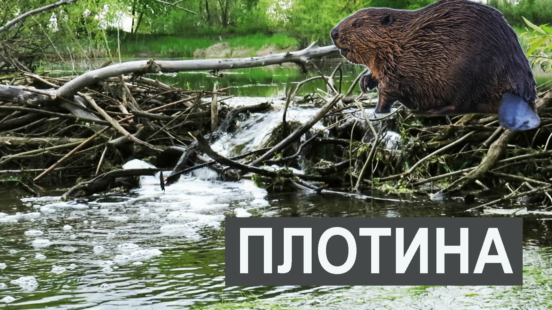 Для чего бобр строит плотину. Бобровая плотина вуд-баффало. бобры строят плотину. бобровое озеро. четыре бобра.