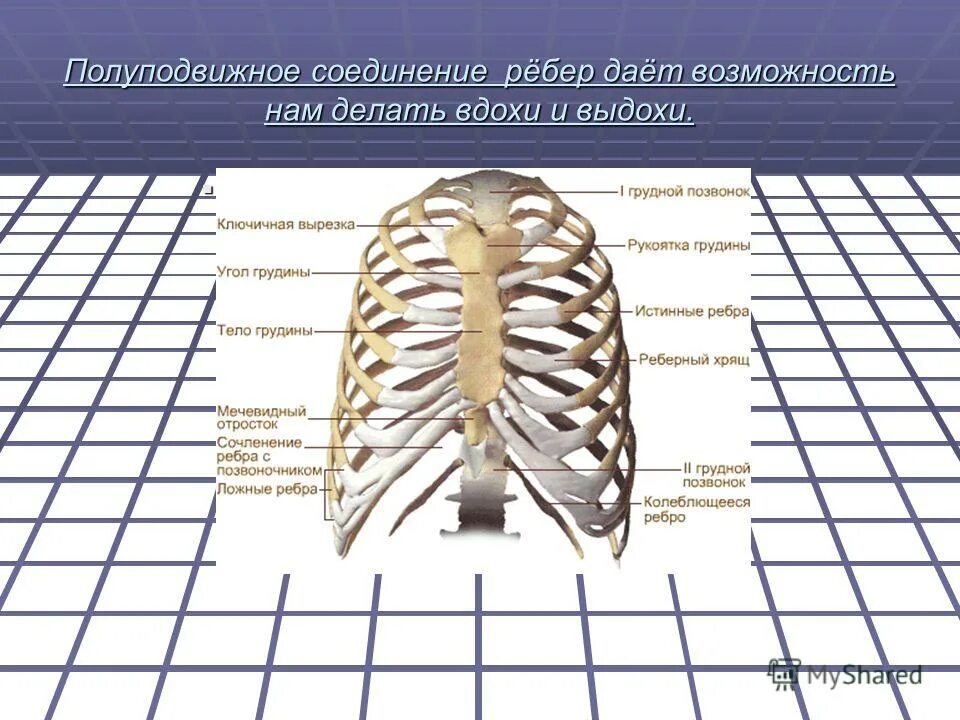 Соединение ребер с позвоночником. Грудино реберный сустав. Стык ребер. Связки реберно позвоночных суставов вид сбоку. Стык ребер.