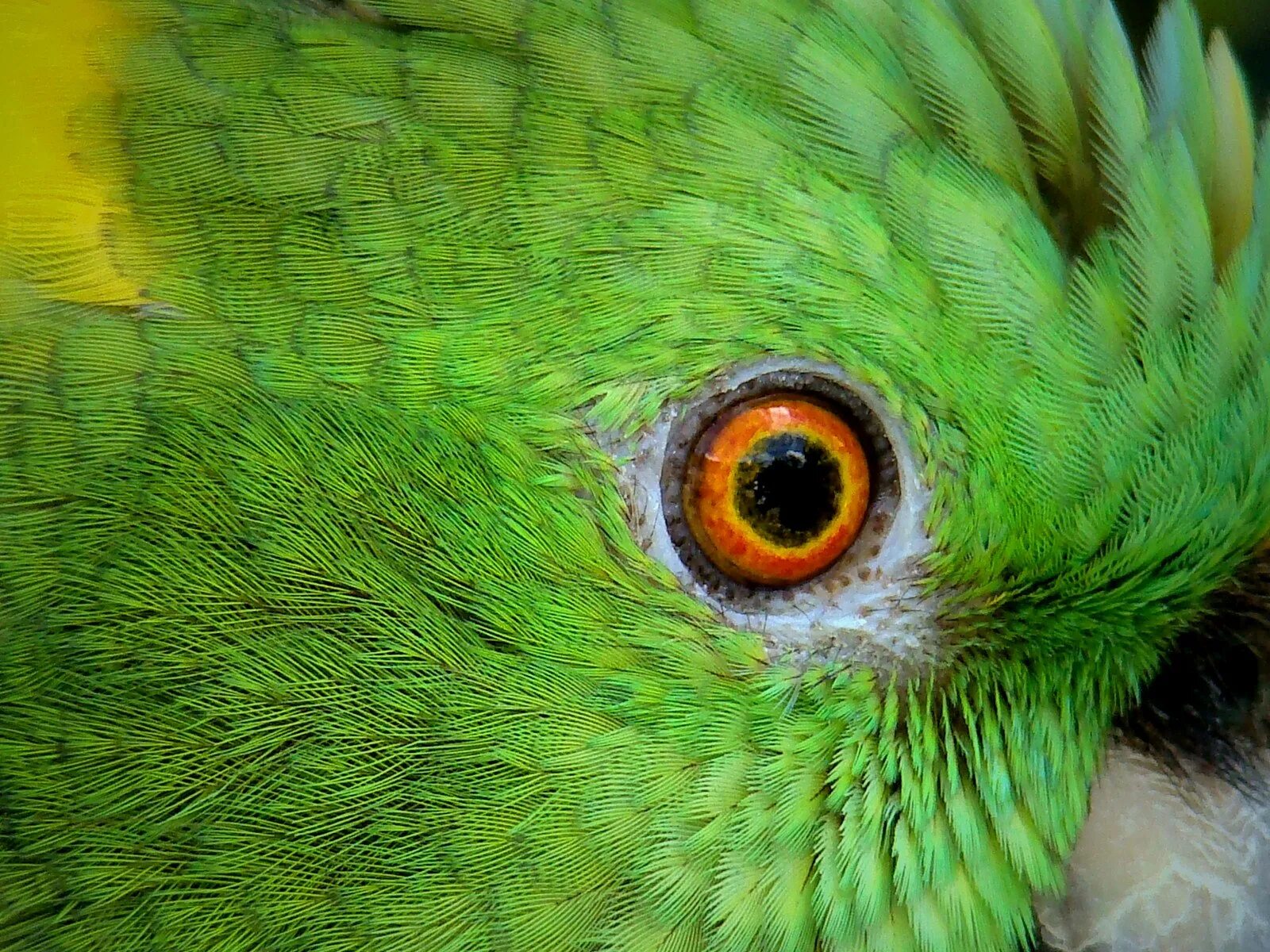 Глаза животных. Необычные глаза животных. Глаз попугая. Зрение животных.
