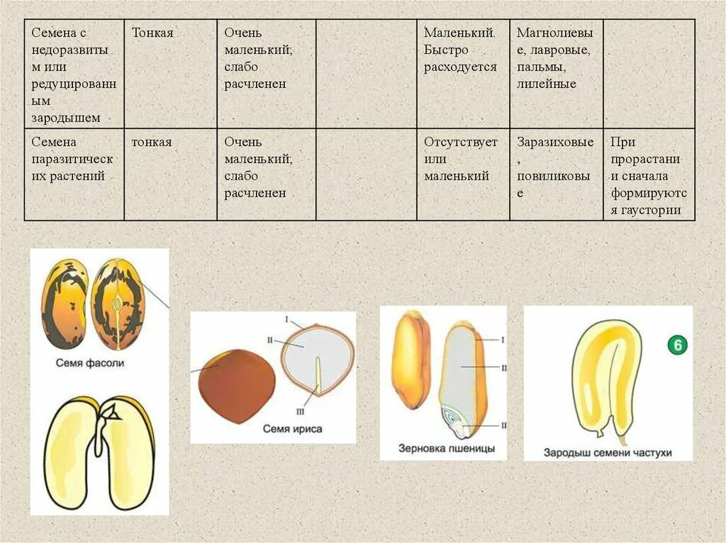 Функции частей семян. Строение семени фасоль пшеница лук. Типы строения семян. Строение семени типы семян.