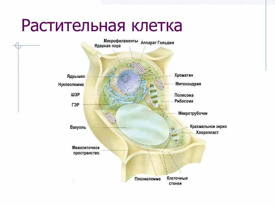 Строение растит клетки. Плазмалемма растительной клетки строение. Схема растительной клетки. Общий план строения растительной клетки
