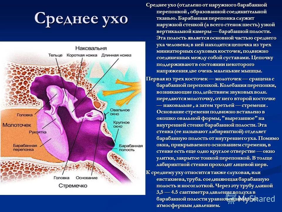 Внутреннее ухо расположено в полости. Барабанная полость анатомия уха. Барабанная ухо среднее ухо. Среднее ухо. Строение, топография. Барабанная полость среднего уха строение.