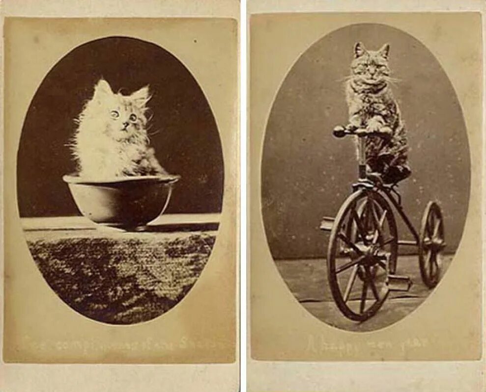 Движение первых кот. Первый снимок кота. Коты Брайтона. Старинные открытки с котами.