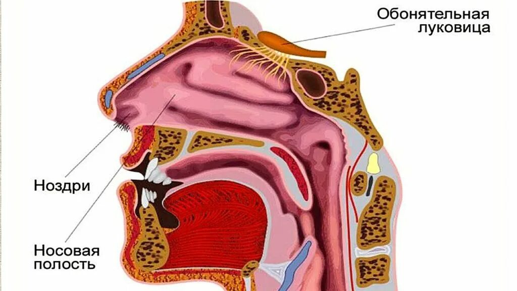 Значение носоглотки человека. Гальванокаустика нижних носовых раковин. Анатомия носоглотки человека. Носовая полость строение анатомия. Строение носоглотки человека.