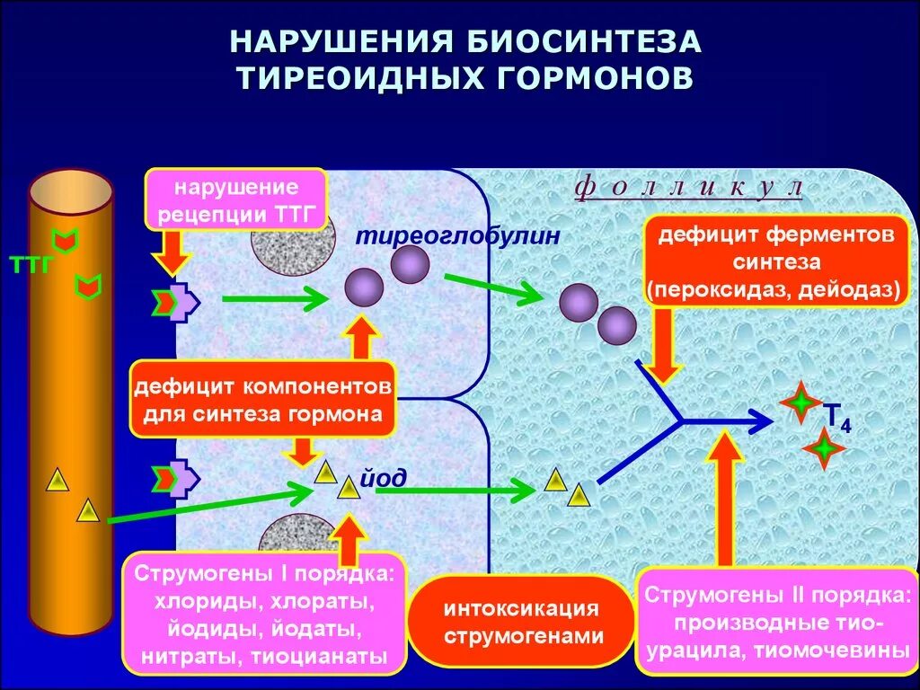 Использование йода для синтеза гормонов. Биосинтез тиреоидных гормонов схема. Т4 гормон Синтез. Схема Биосинтез тиреоидныхгормонов. Этапы образования и секреции тиреоидных гормонов.