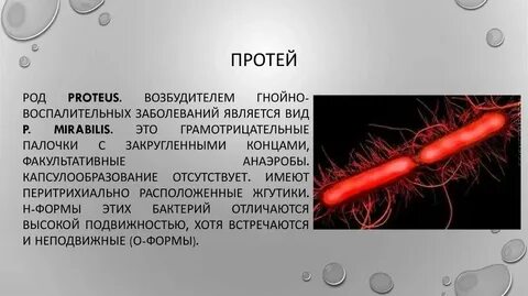 Подмешал возбудитель