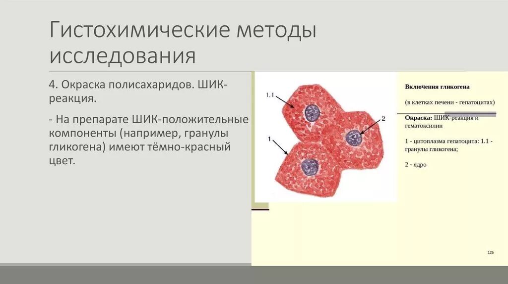 Запасным углеводом в клетках печени является. Гистохимические методы исследования в цитологии. 4. Гистохимические методы исследования в гистологии. Цито и гистохимические методы. Гистохимические методы выявления.