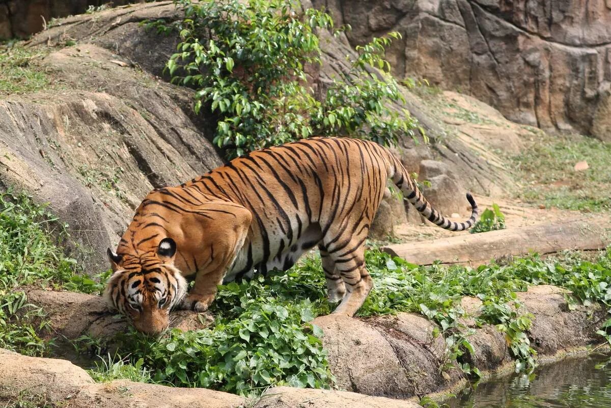 Названия видов тигров. Индокитайский тигр. Малайский тигр (Panthera Tigris Jacksoni). • Индокитайский тигр • малайский тигр. Суматранский тигр.