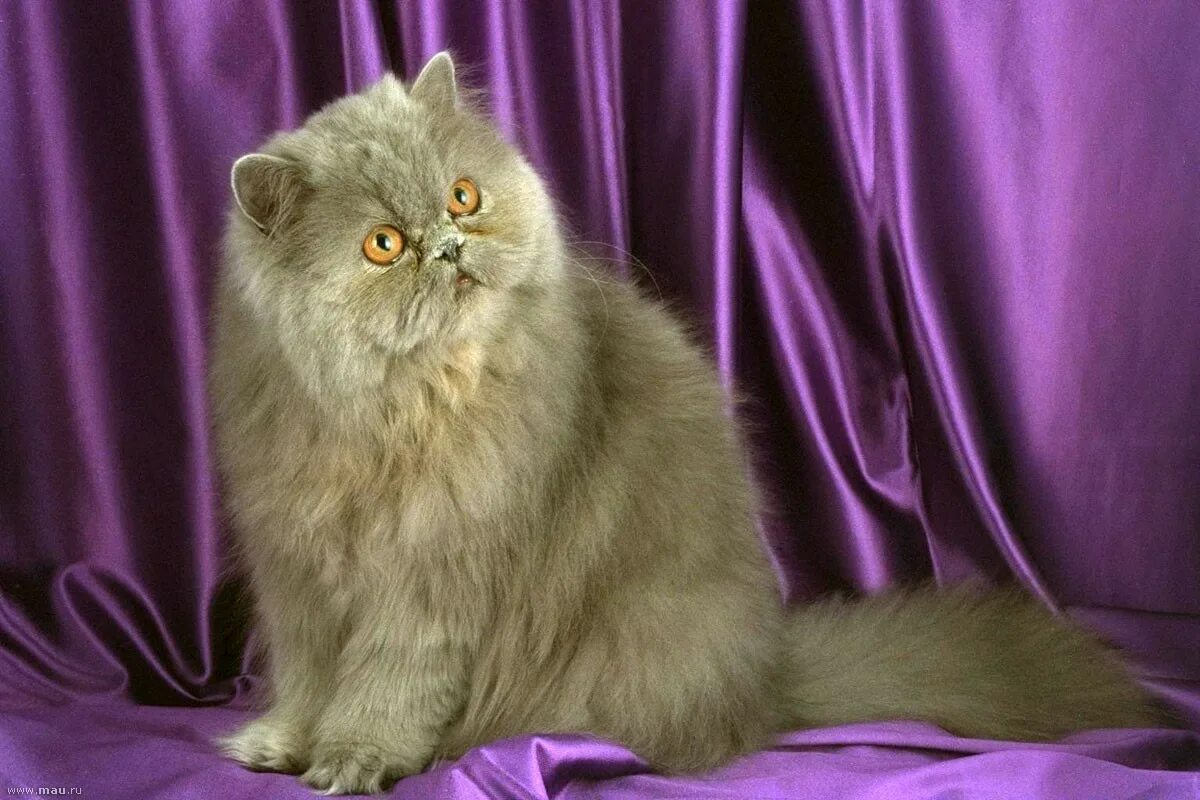 Персидская длинношерстная шиншилла. Британская длинношёрстная кошка. Персидская голубая длинношерстная кошка. Персидская шиншилла экзот. От персидской кошки с шоколадной окраской