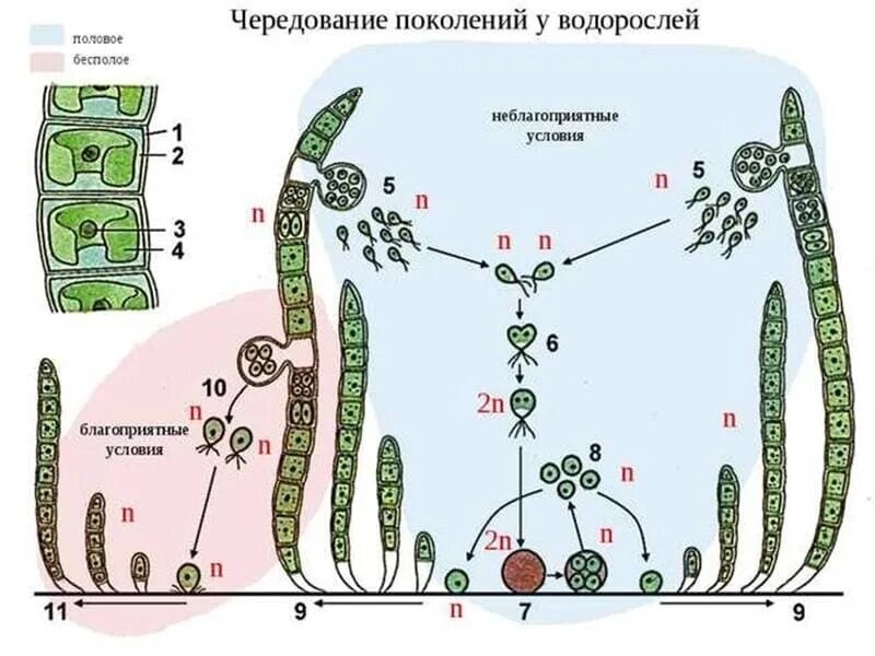 Хромосомы водорослей