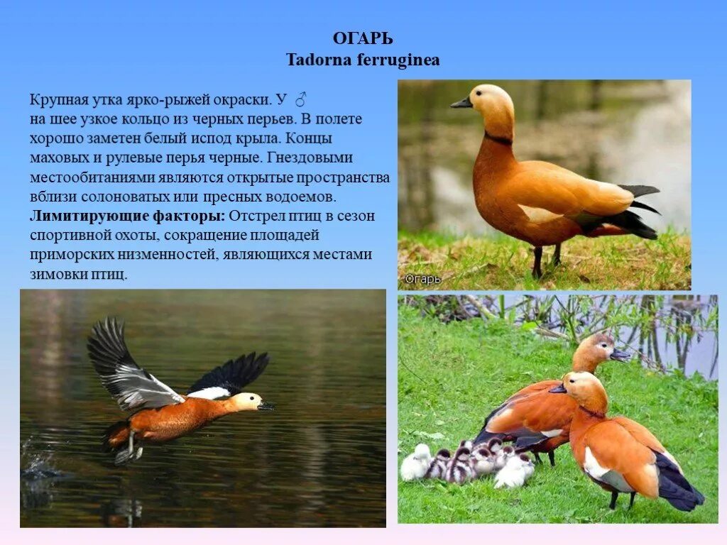 занесена ли утка в красную книгу. утка мандаринка ареал. утка огарь красная книга. утка мандаринка красная. занесена ли утка в красную книгу.