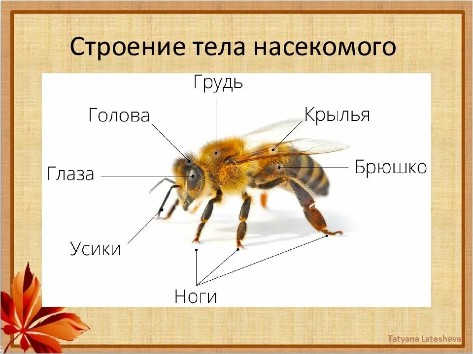 Домашняя пчела строение. Внешнее строение медоносной пчелы. строение тела пчелы медоносной для детей. пчела и части тела у насекомых. строение пчелы медоносной.