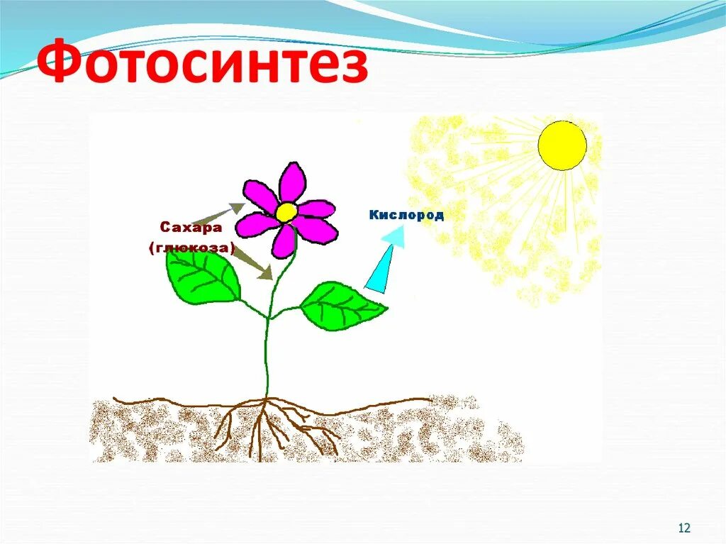 Рисунок фотосинтеза. Фотосинтез 6 класс биология. Схема процесса фотосинтеза 6 класс. Фотосинтез рисунок. Фотосинтез для малышей.
