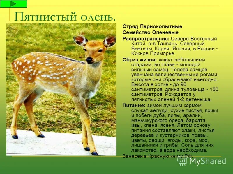 уссурийский пятнистый олень. маньчжурский пятнистый олень. уссурийский пятнистый олень красная книга. уссурийский пятнистый олень. уссурийский пятнистый олень.