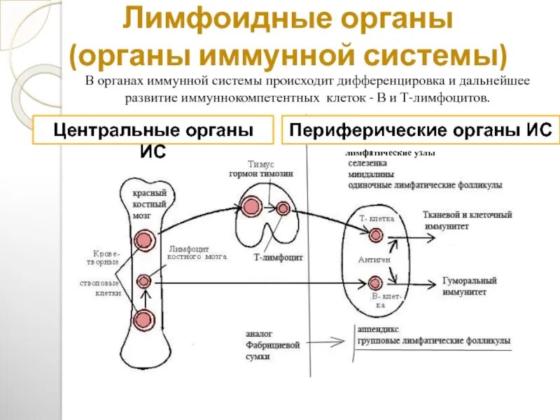 Связь лимфатической системы с иммунной системой. Лимфатическая система человека анатомия движение лимфы. Строение и функции лимфатической системы. Функция лимфы в иммунной системе. Лимфатическая система сосуды капилляры.