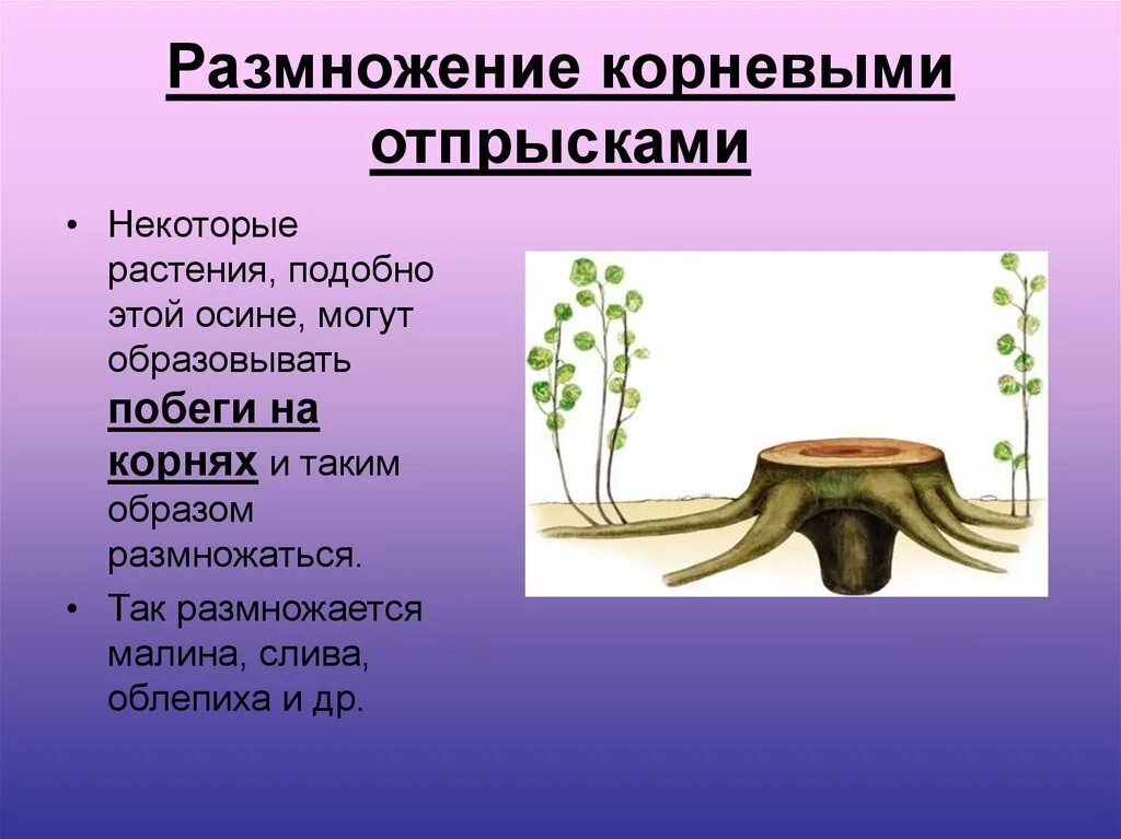Размножается ли корень. Корневыми отпрысками могут размножаться. Характеристика вегетативного размножения корневыми отпрысками. Вегетативное размножение растений корневыми отпрысками. Способ размножения корневыми отпрысками.